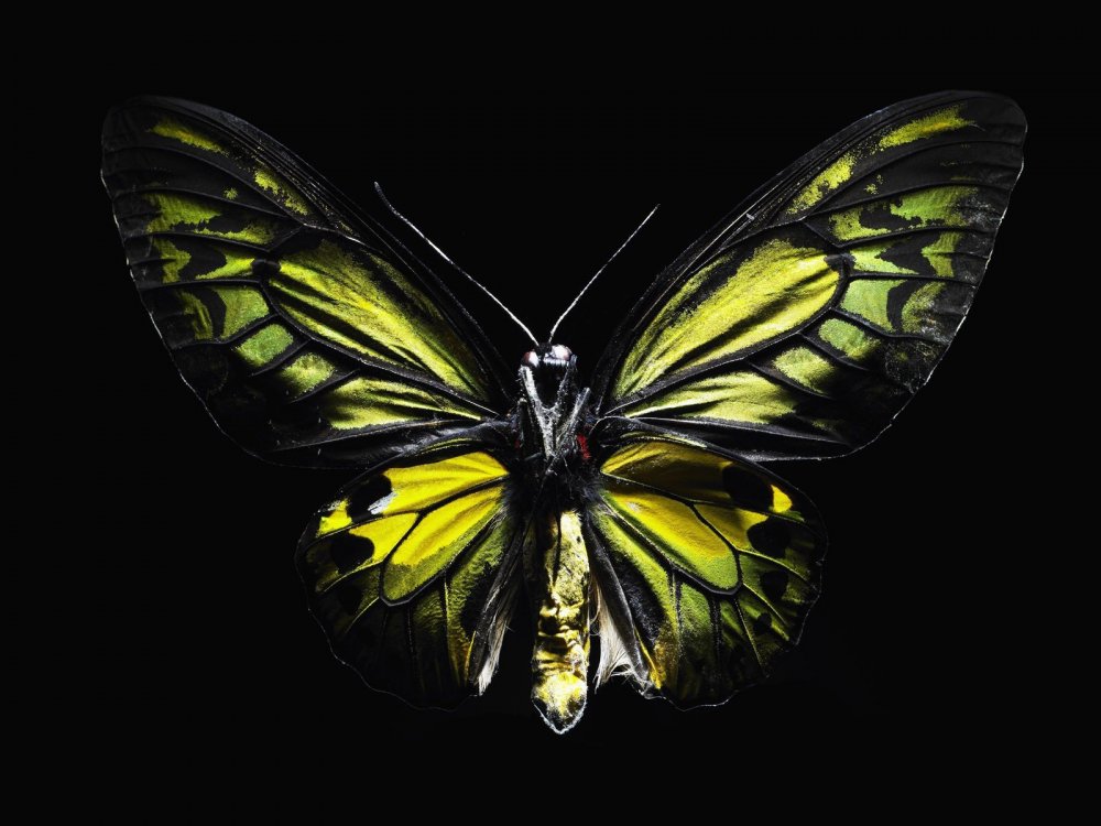 Черно желтая бабочка