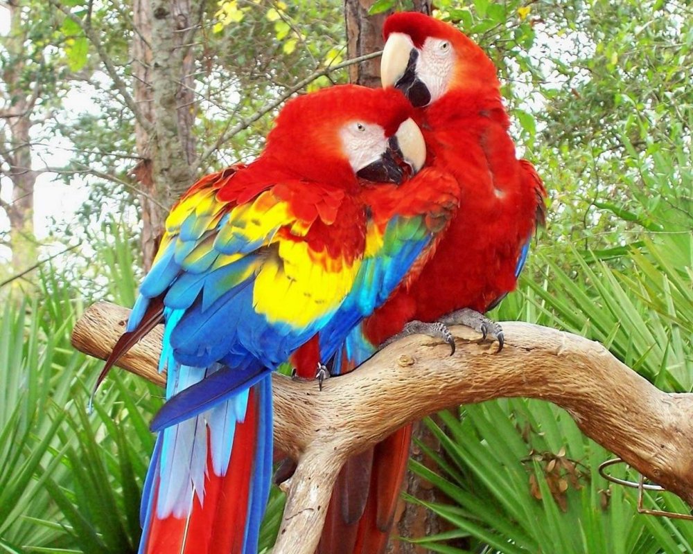 Красивые большие попугаи