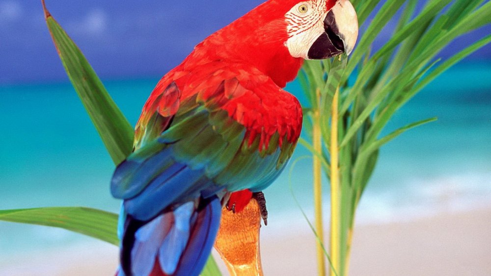 Попугай Macaw улыбка