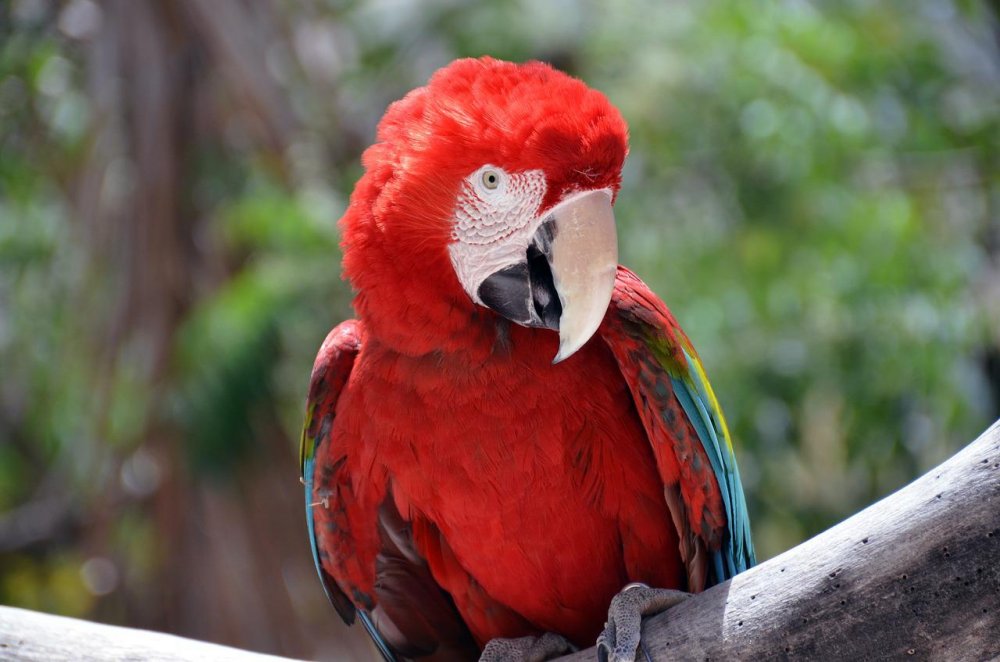 Мартиникский ара