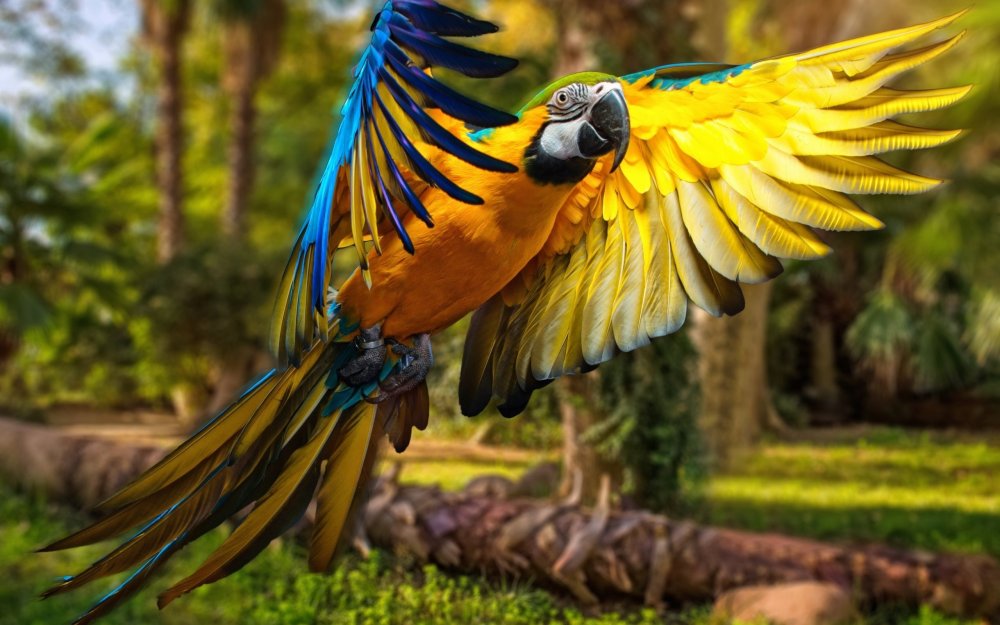 Попугай Macaw