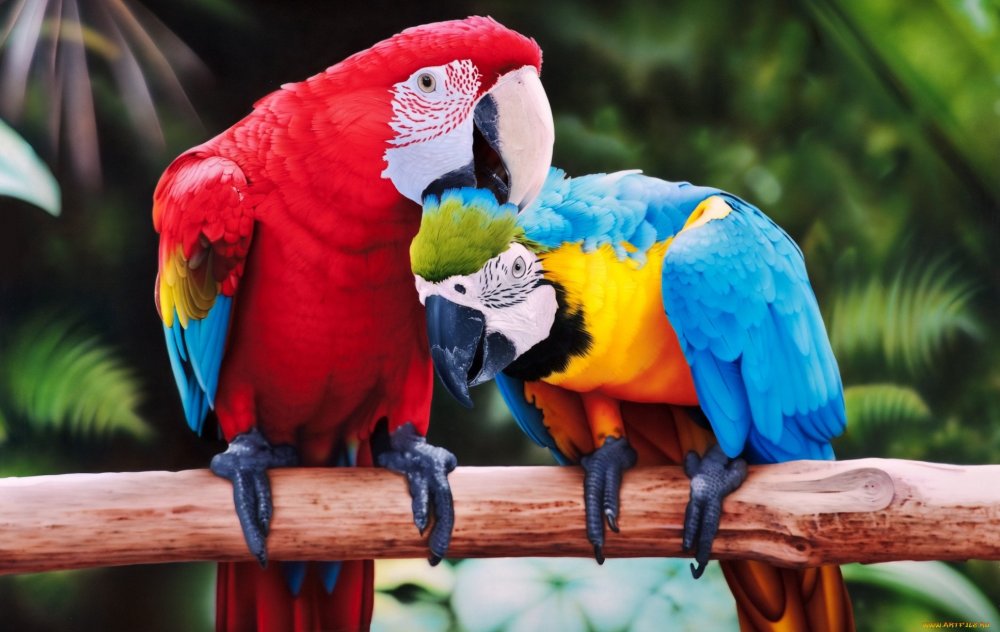 Картинки попугая ара