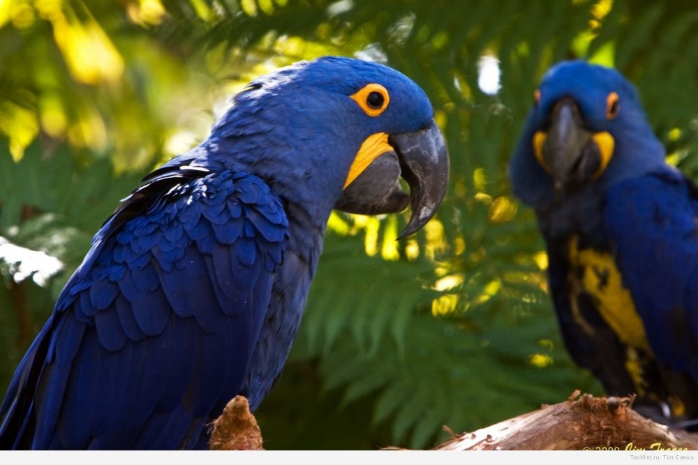 Серо-голубой гиацинтовый ара