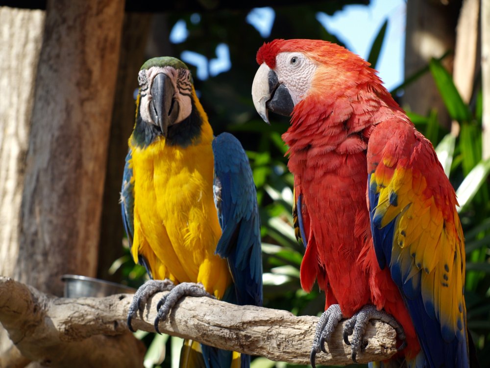 Попугай ара и Какаду