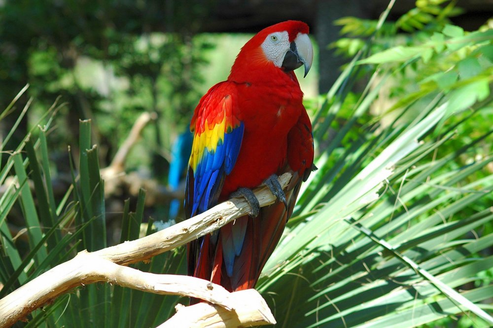 Большой попугай ара