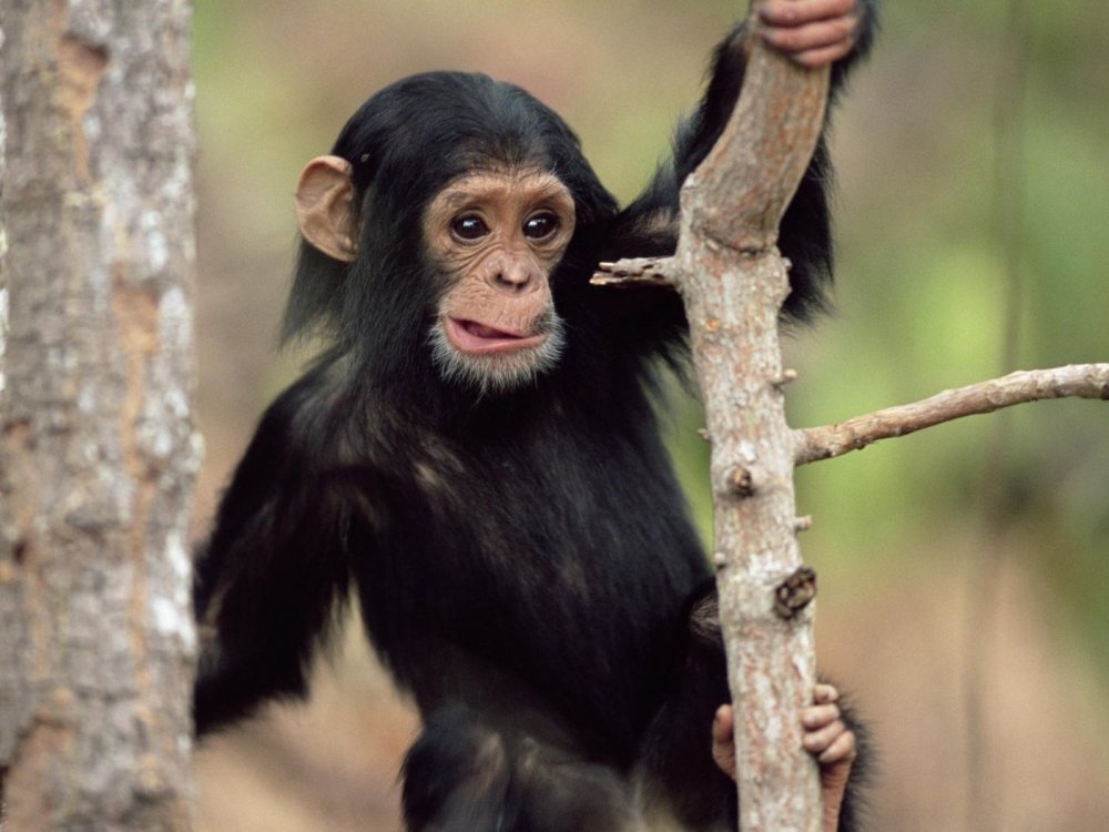 Обезьяна шимпанзе