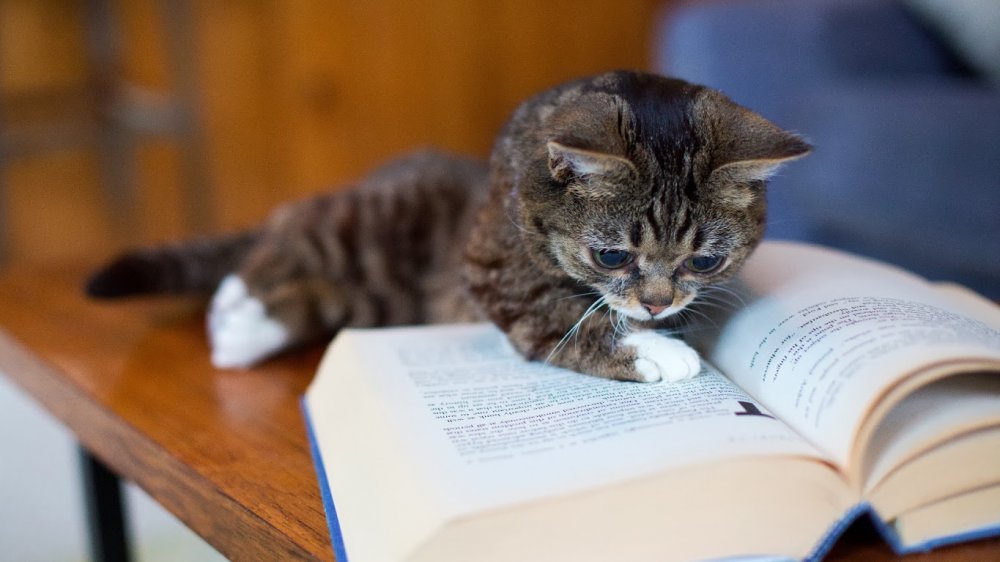Кот читает