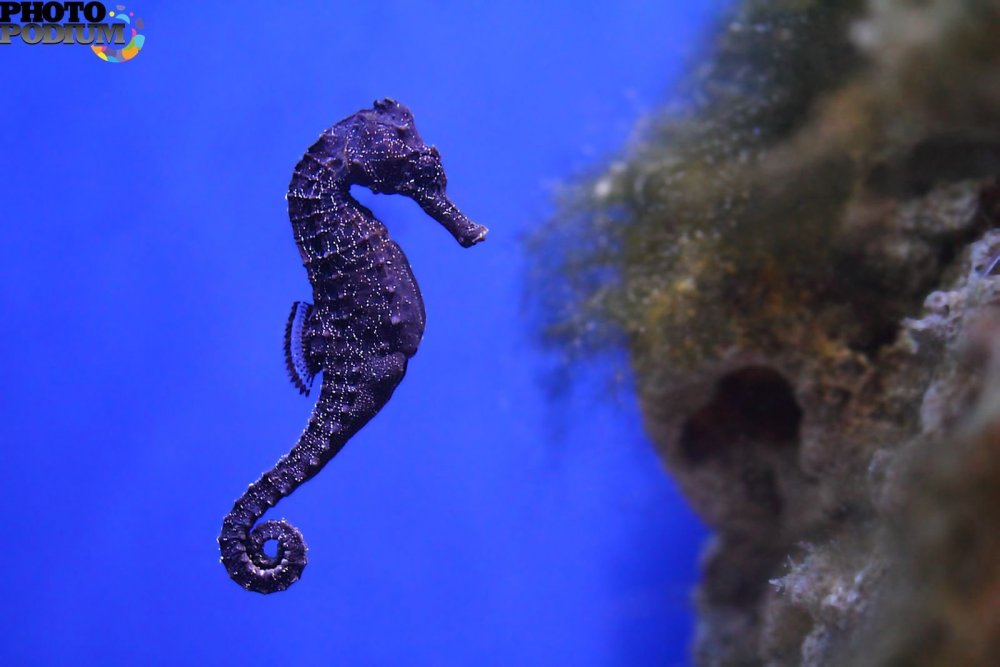 Морской конёк (Hippocampus guttulatus)