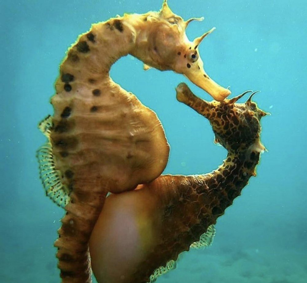 Короткомордый морской конек