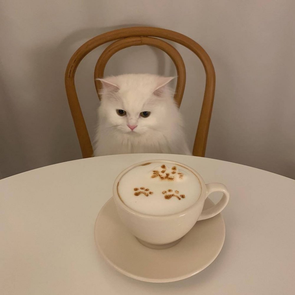 Котенок и кофе