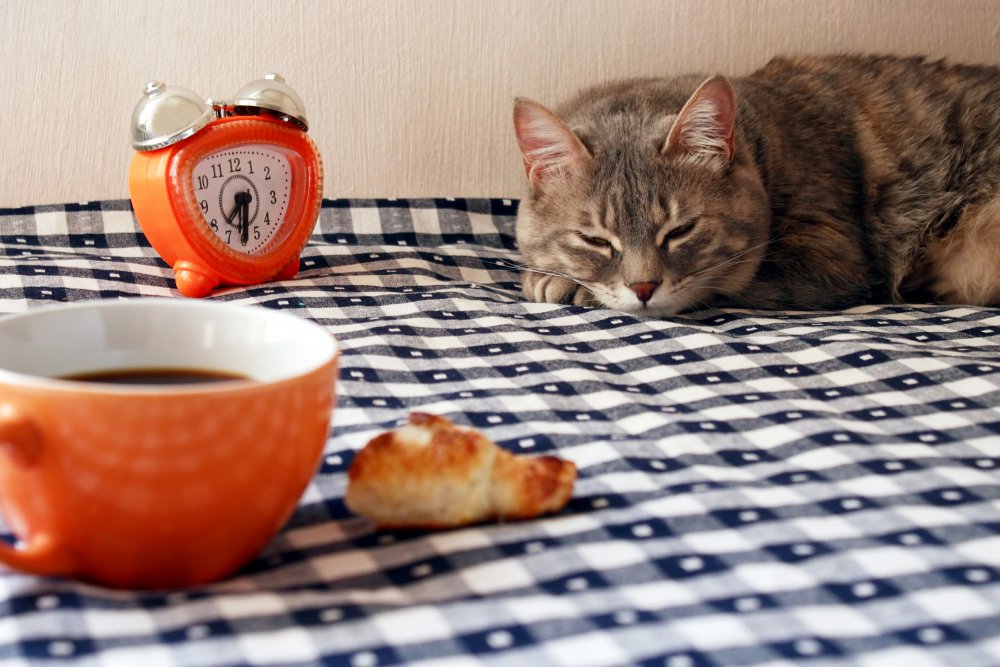 Утро кофе кот