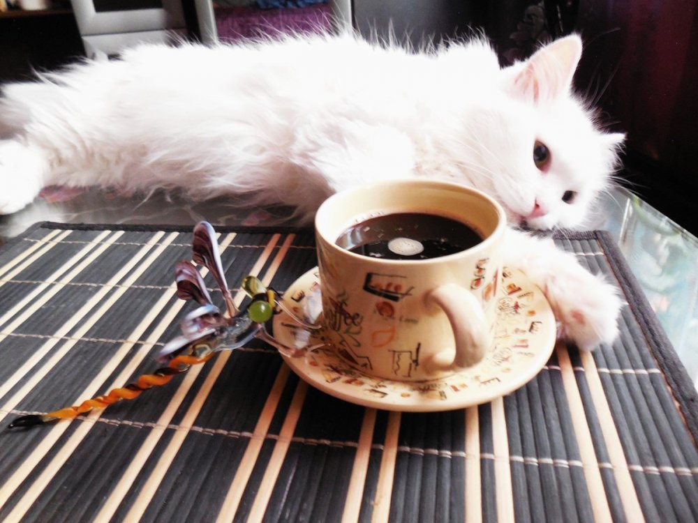 Доброе утро с котом и кофе
