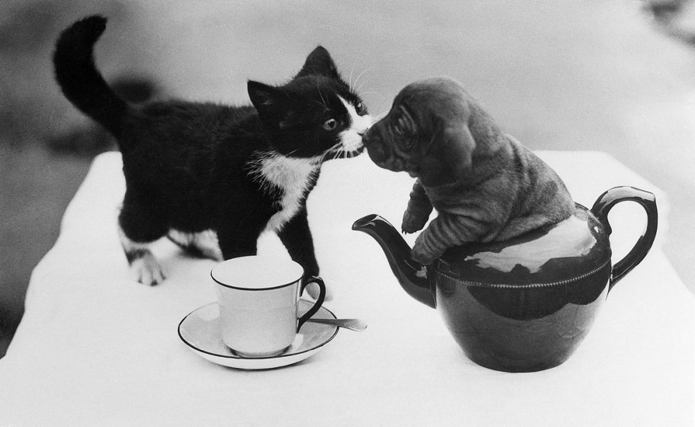 Черный кот с чашкой кофе