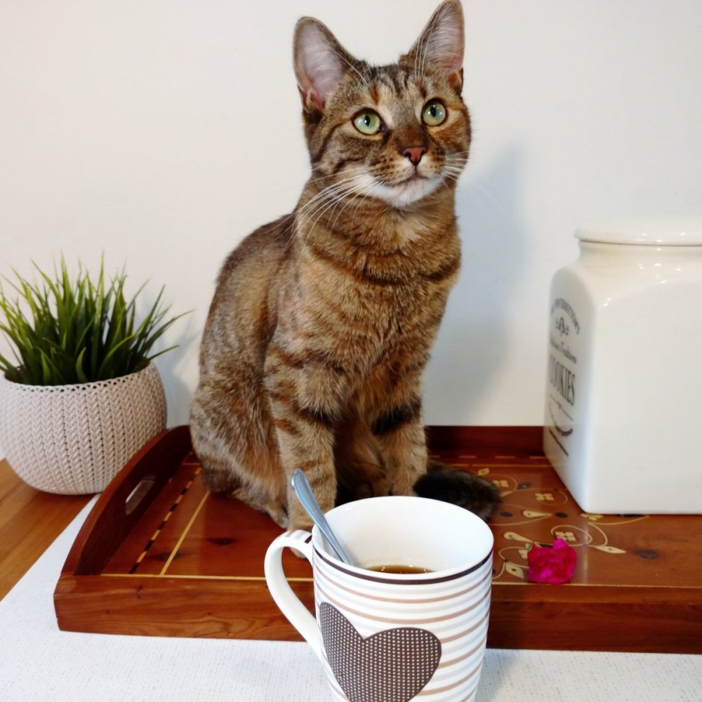 Кошка с кофе