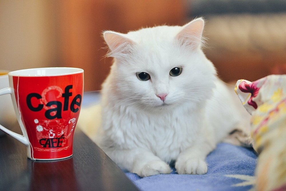 Котик и чай