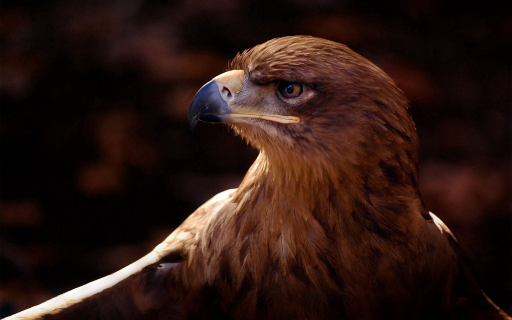 Кизлярский Орел птица