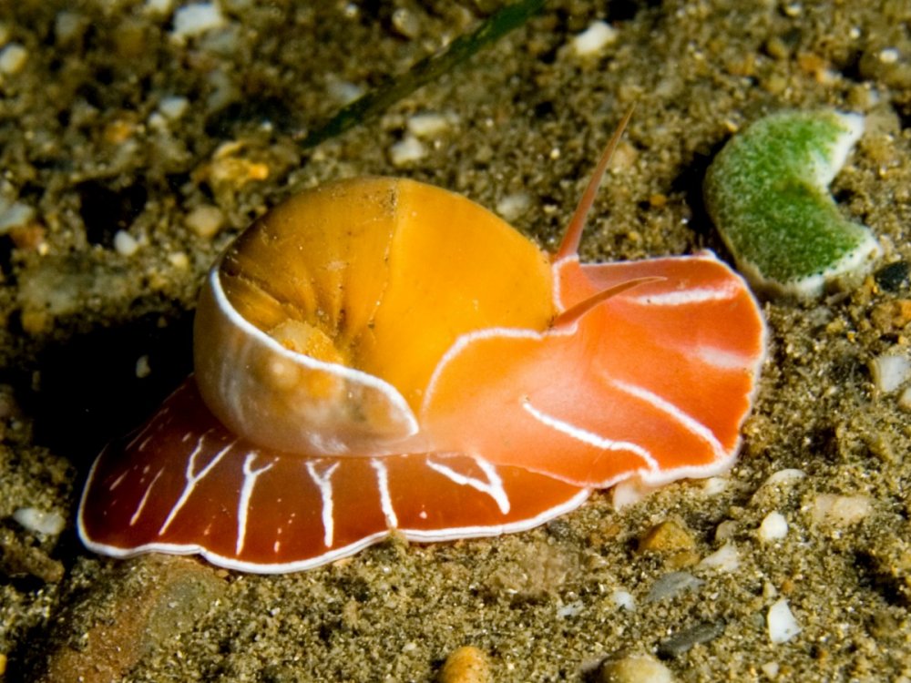 Переднежаберные брюхоногие моллюски