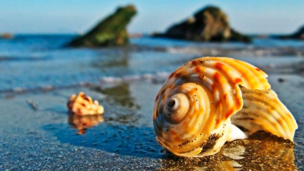 Морские брюхоногие моллюски Крыма