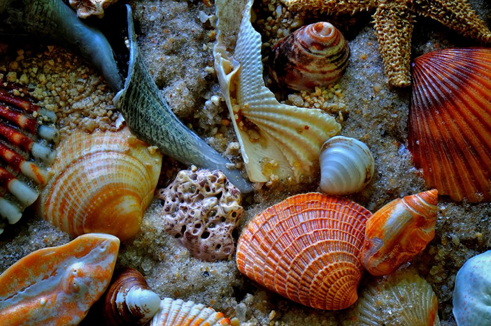 Разнообразные моллюски