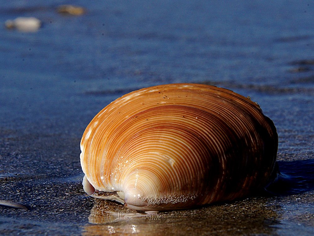 Двустворчатые моллюски моллюски морские