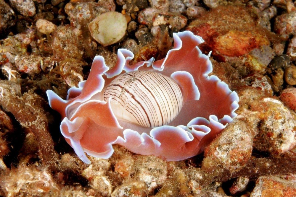 Морские брюхоногие моллюски