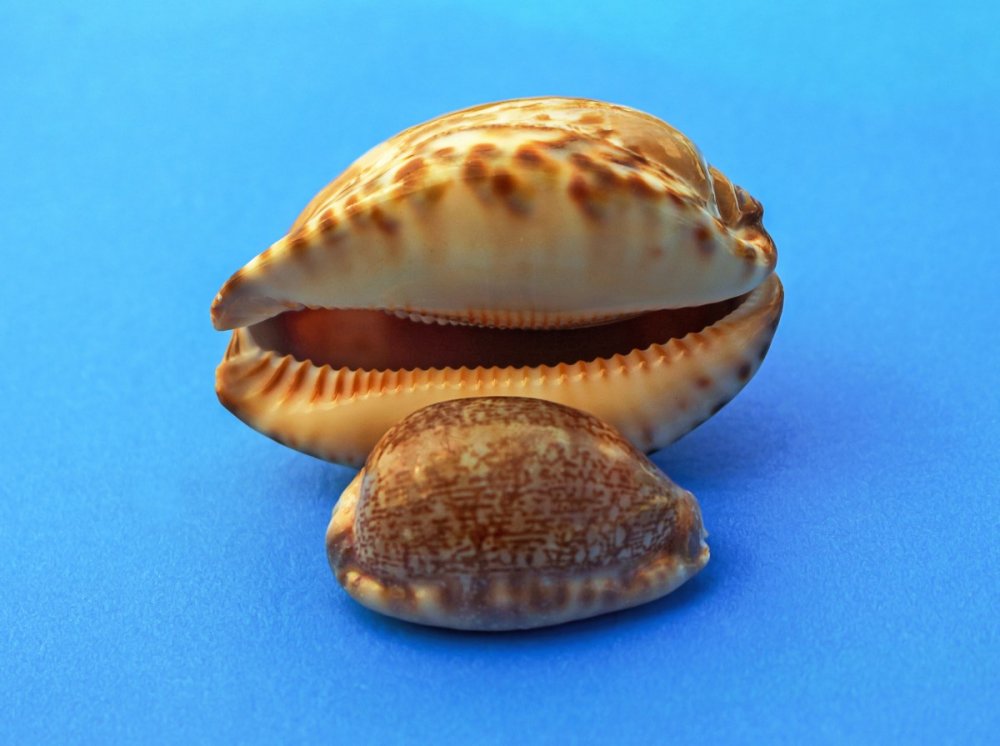 Морские брюхоногие моллюски без раковины