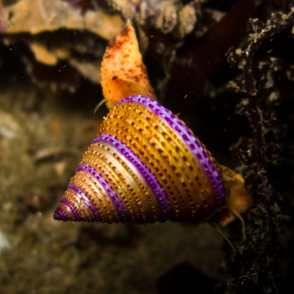 Брюхоногие моллюски Каллиостома