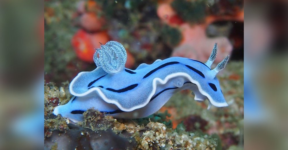 Морские брюхоногие моллюски морские