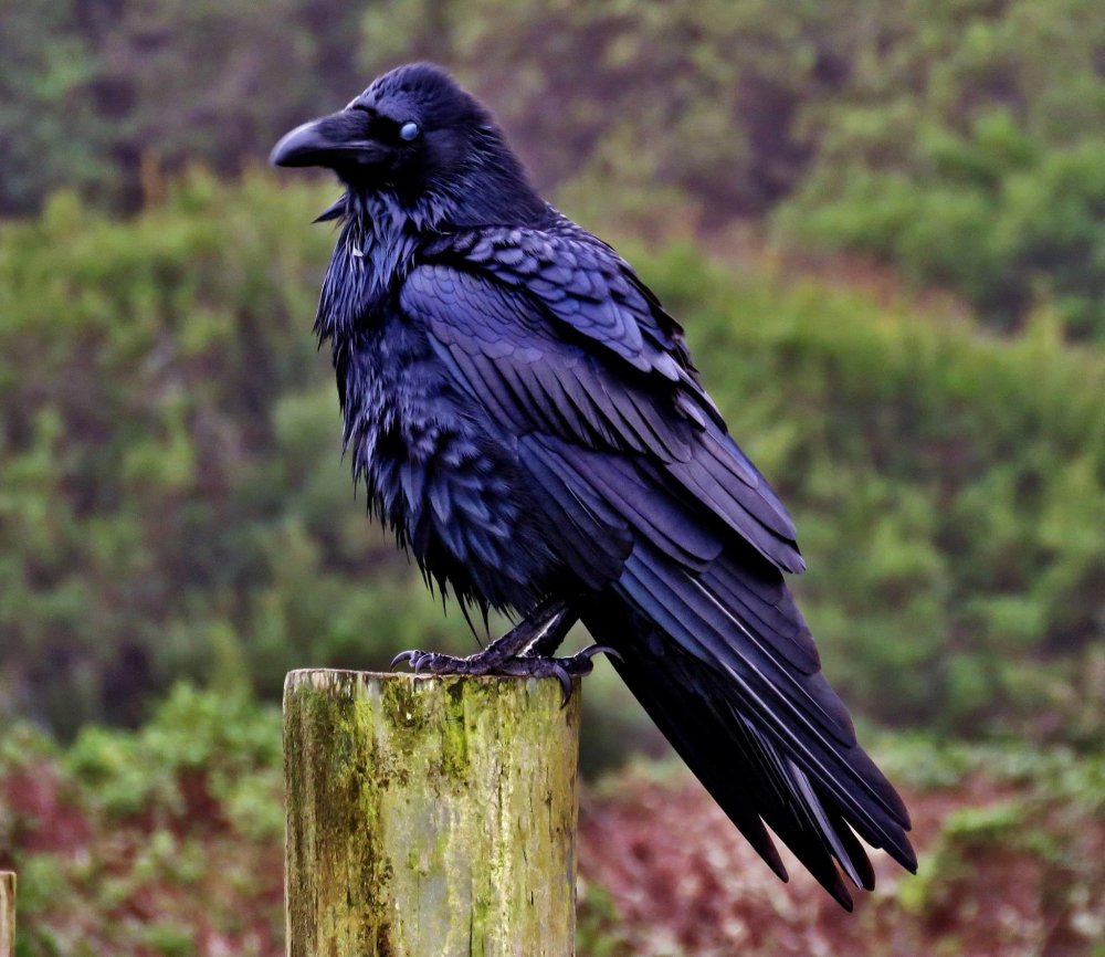 Рейвен черный птица