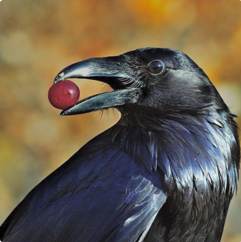 Corvus Corax Bird
