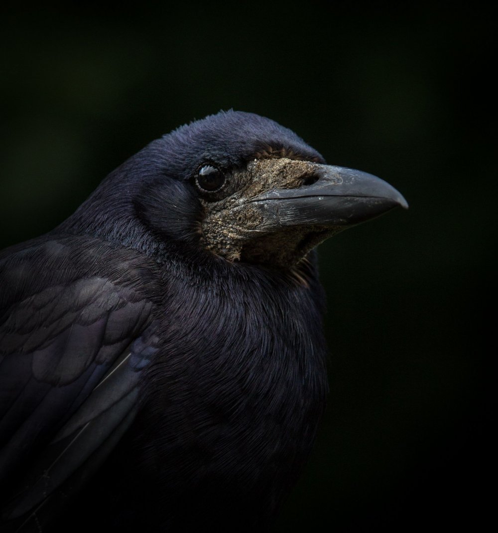 Иссиня-черный ворон