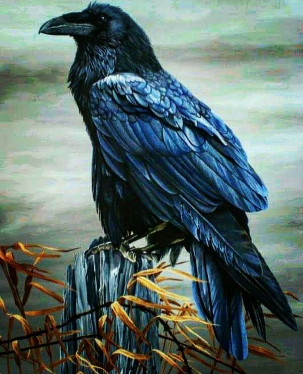 Гигантский ворон Corvus fuscicapillus