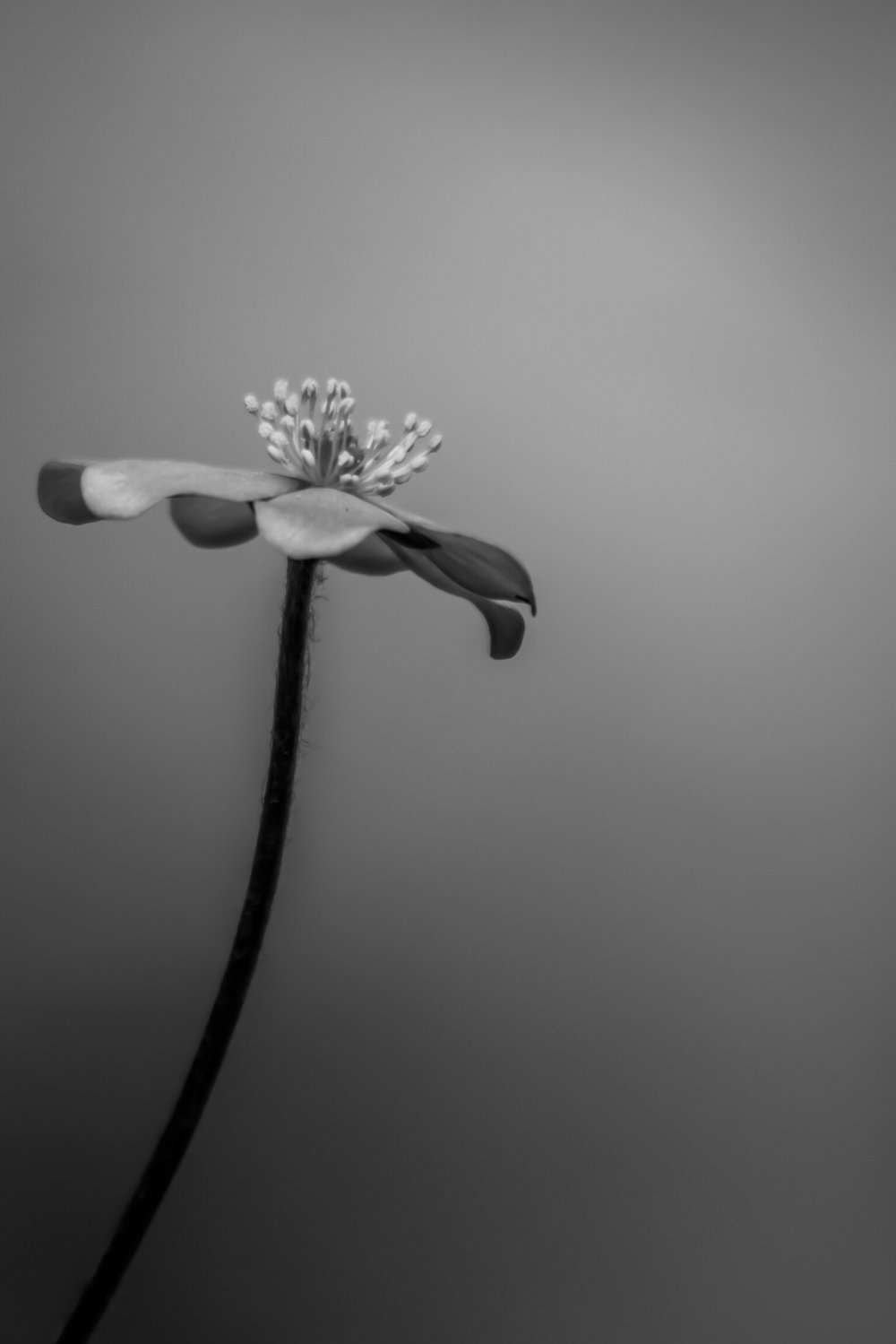 Минималистичные цветы черно белые