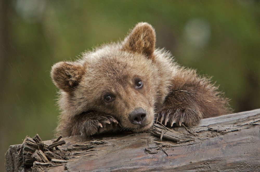 Саяно -Шушенский заповедник бурый медведь