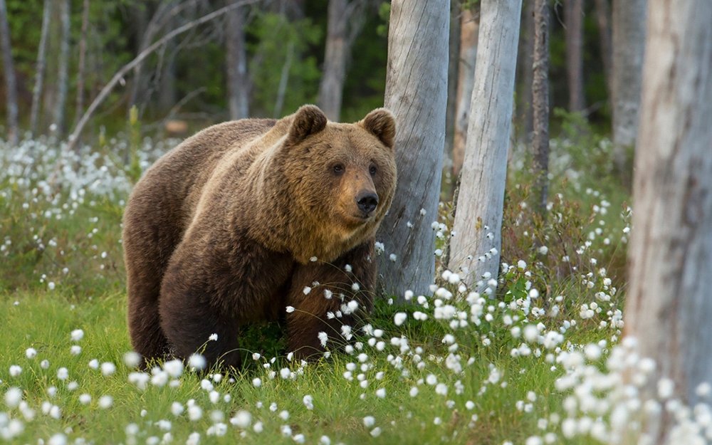Восточносибирский бурый медведь