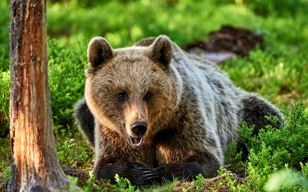 Бурый медведь в лесу Россия