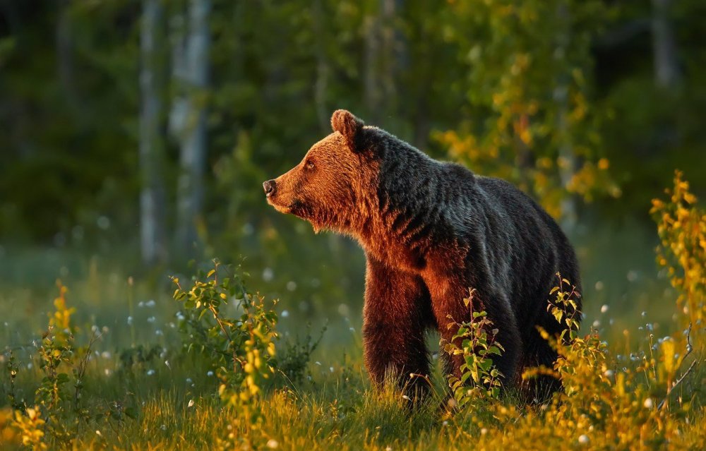 Бурый медведь в Челябинской области