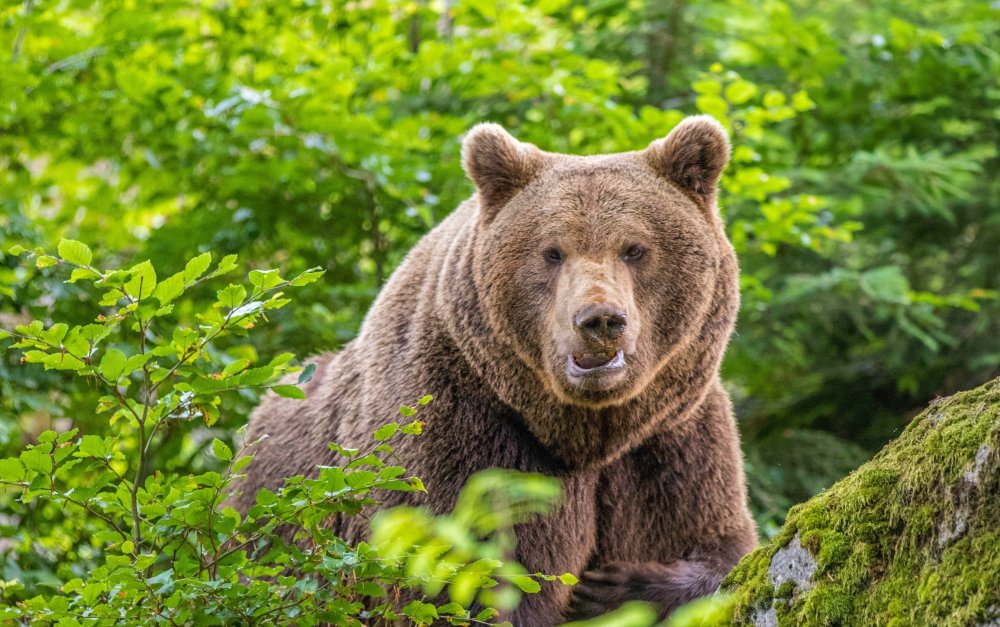 Широколиственный лес животные бурый медведь