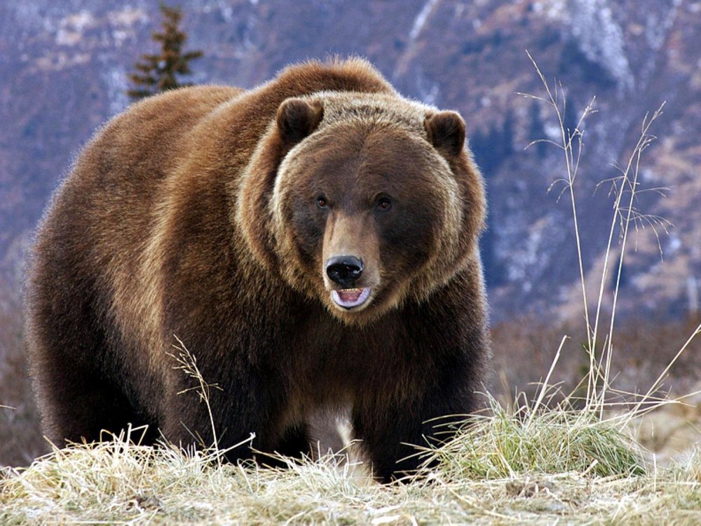 Бурый Тянь-Шанский медведь