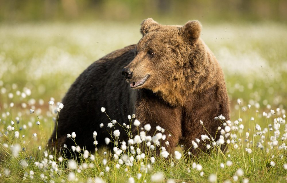 Бурый медведь весной