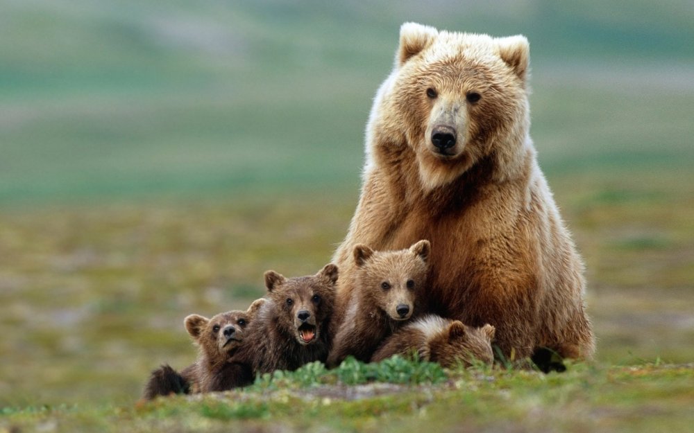 Медведь Гризли с медвежатами