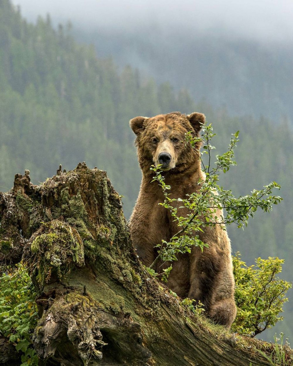 Бурый медведь в тайге