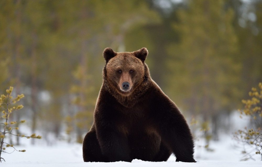 Бурый медведь хозяин тайги зимой