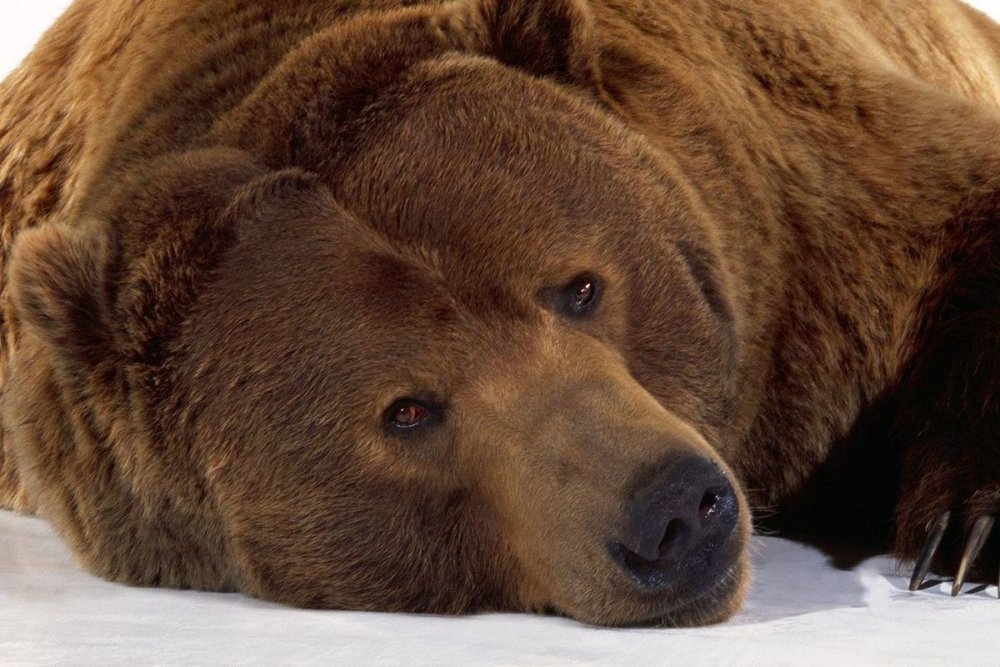 Плачущий медведь