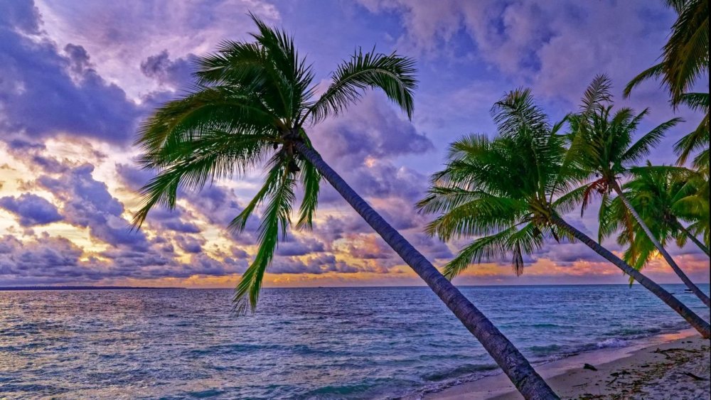 Красивое море пальмы