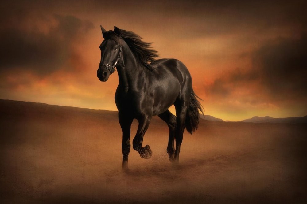 Картинки лошадей красивые