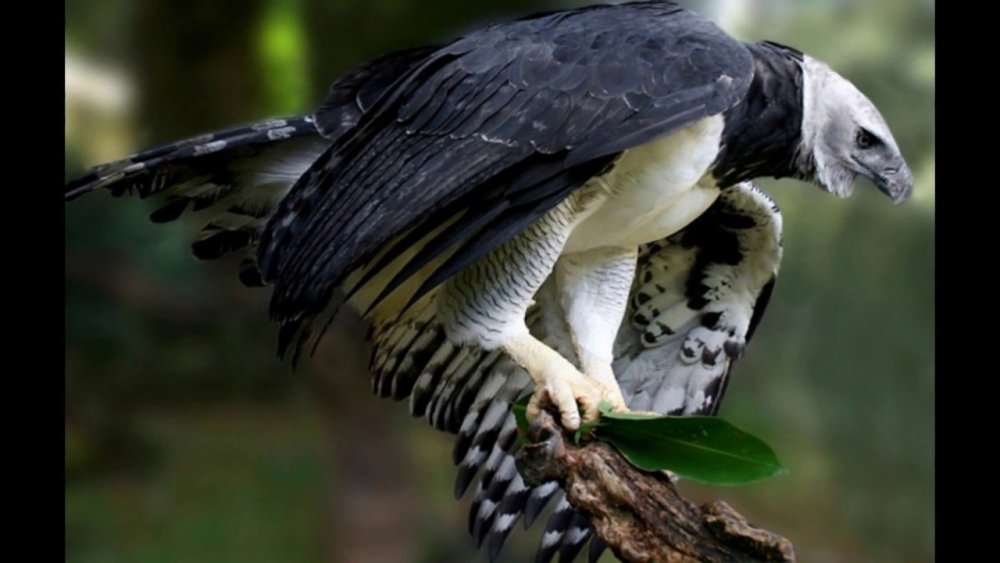 Harpy Eagle птица