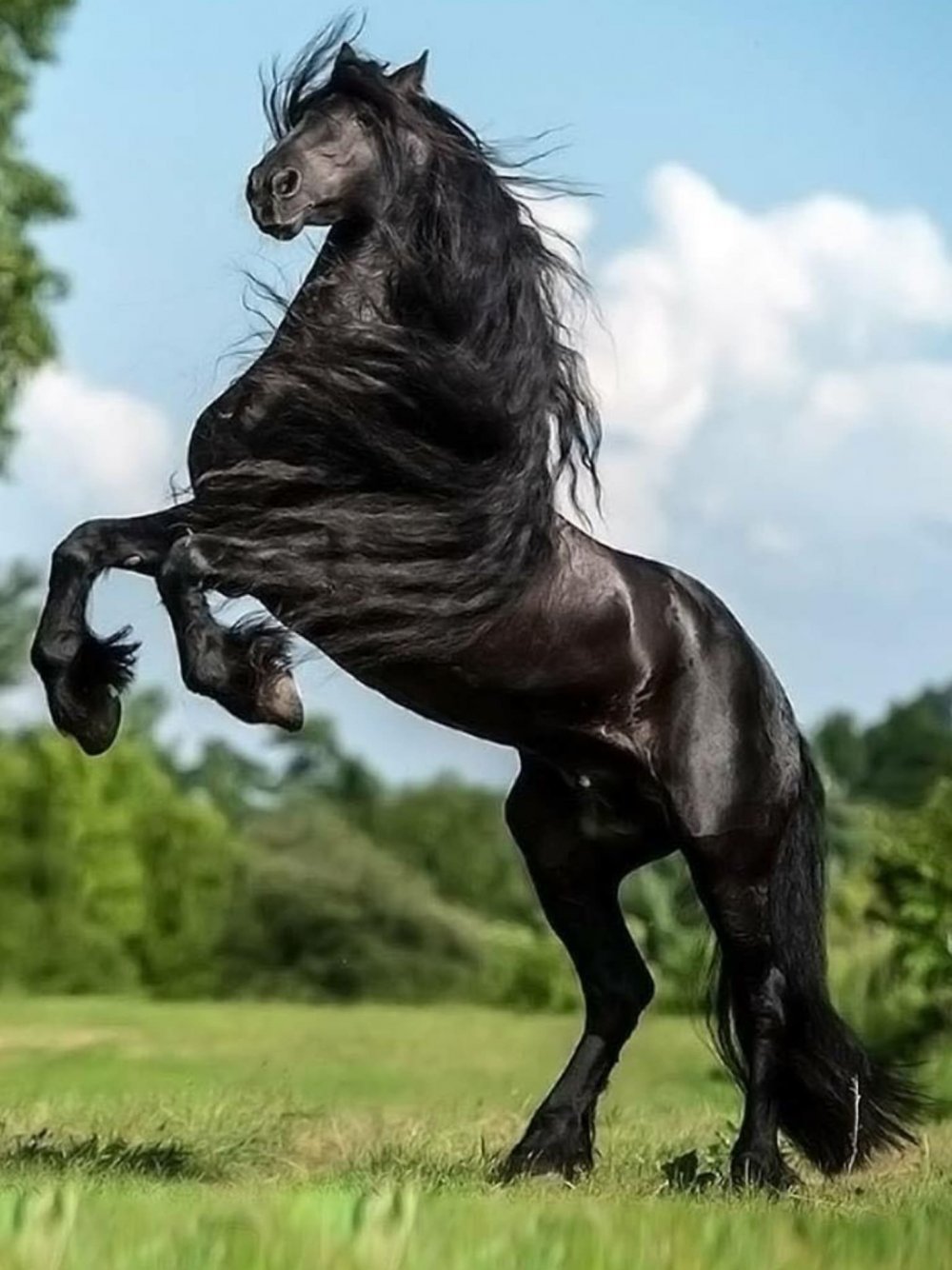 Лошадь Фридрих Великий