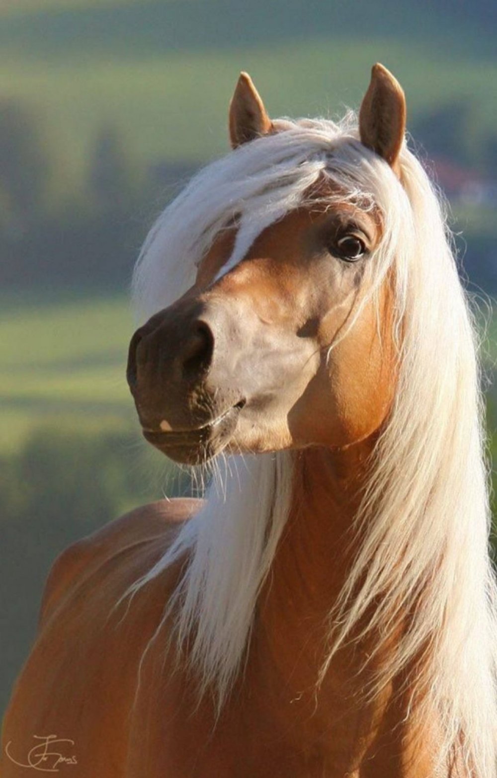 Лошадь породы гафлингер