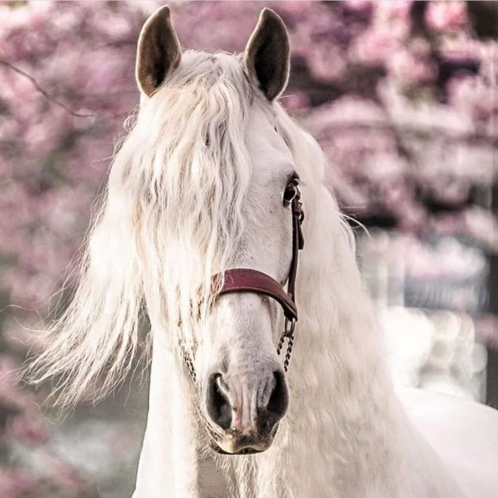 Лошадь белая красивая